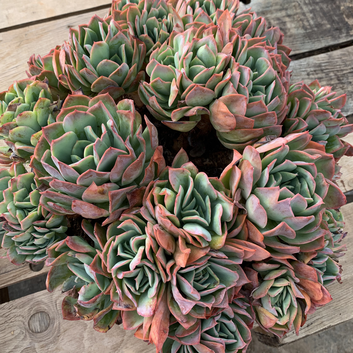 特大号绮罗仙子盆栽绿植好看好养适合新手