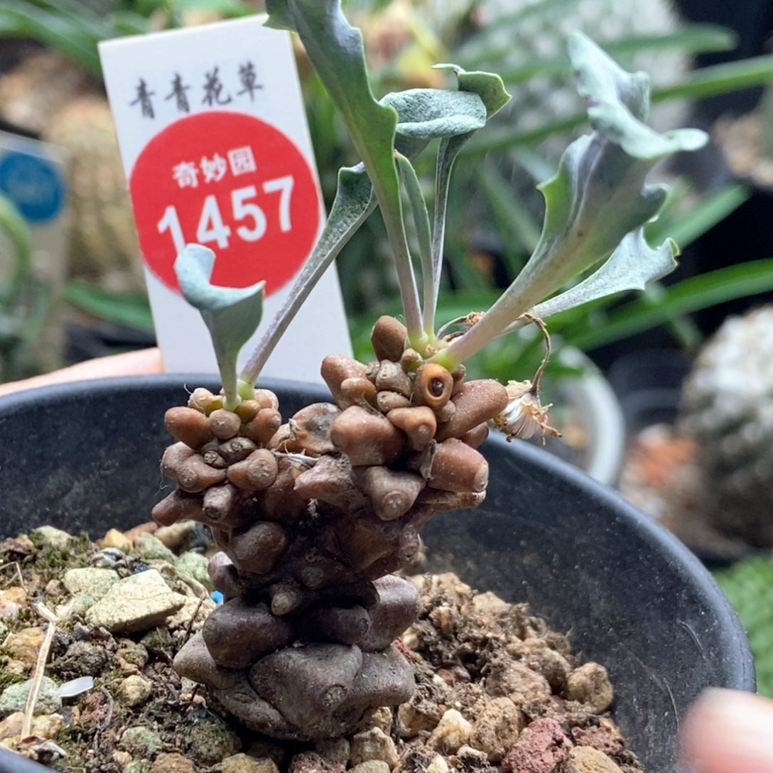 蛮鬼塔一颗仙人球