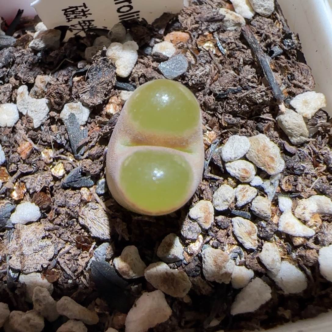 肉锥多肉植物百科-磁铁364