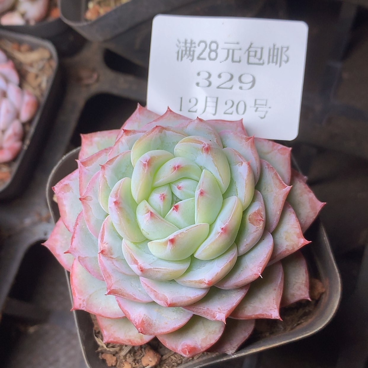 【闪购商品】云329号