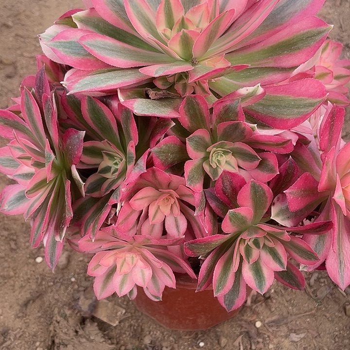 无花朵749粉女巫对肉植物