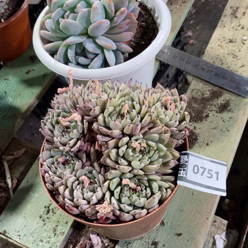 【闪购商品】绿爪0751