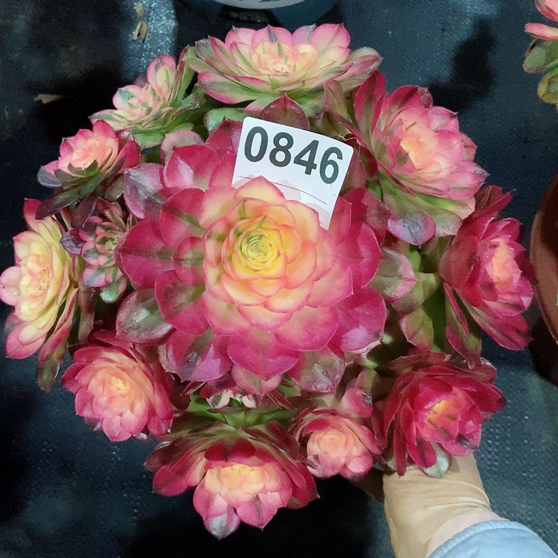 红陶0846荔枝4冠服23.25