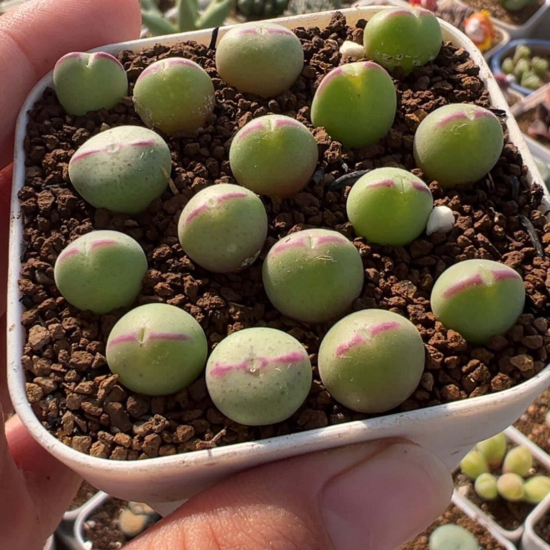 841多肉植物种类多样