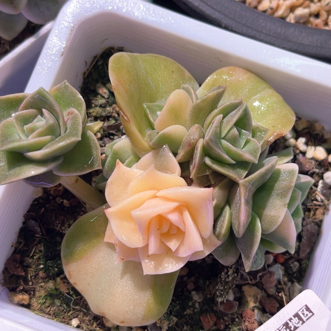 多肉特价可爱玫瑰锦6921