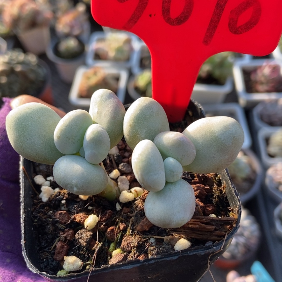 3070油煎多肉植物多肉