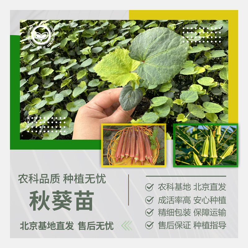 农科院秋葵苗水果红黄秋葵秧苗金花葵菜园庭院地栽易种高产蔬菜苗