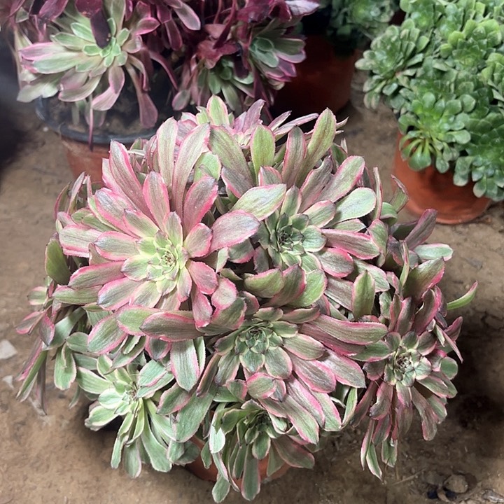 多肉植物法师粉黛11