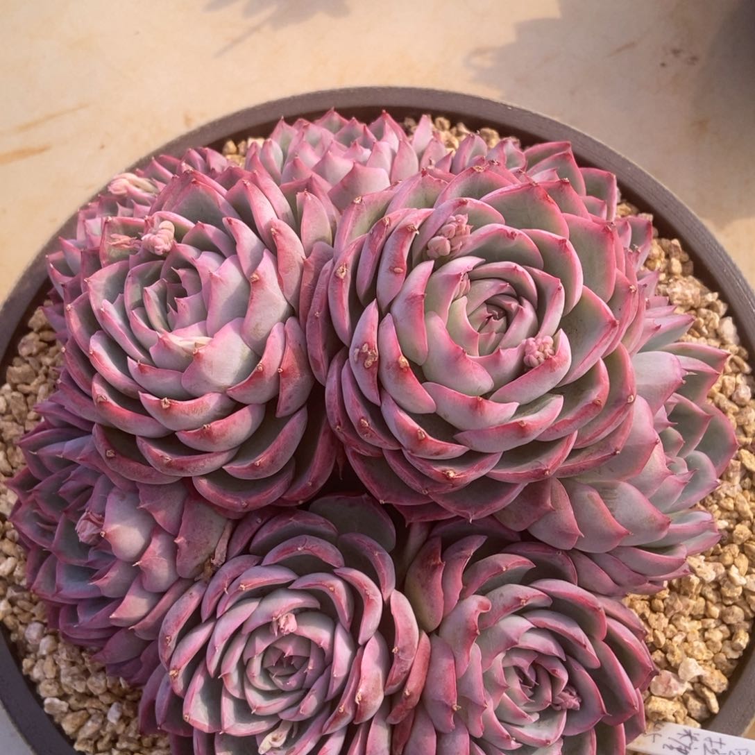 侧影多肉多肉多肉多肉