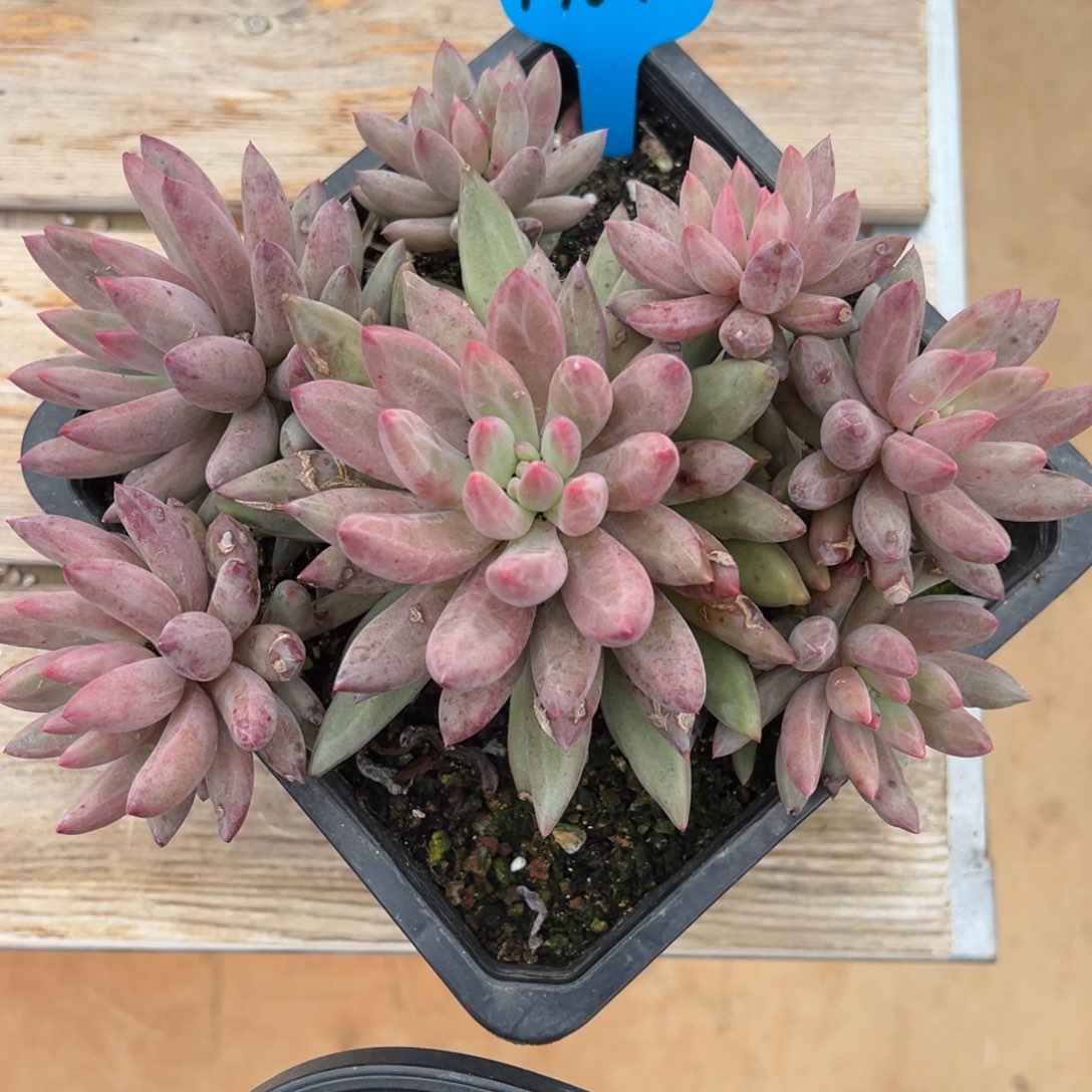 1-16-10羽毛纹虞美人多肉植物