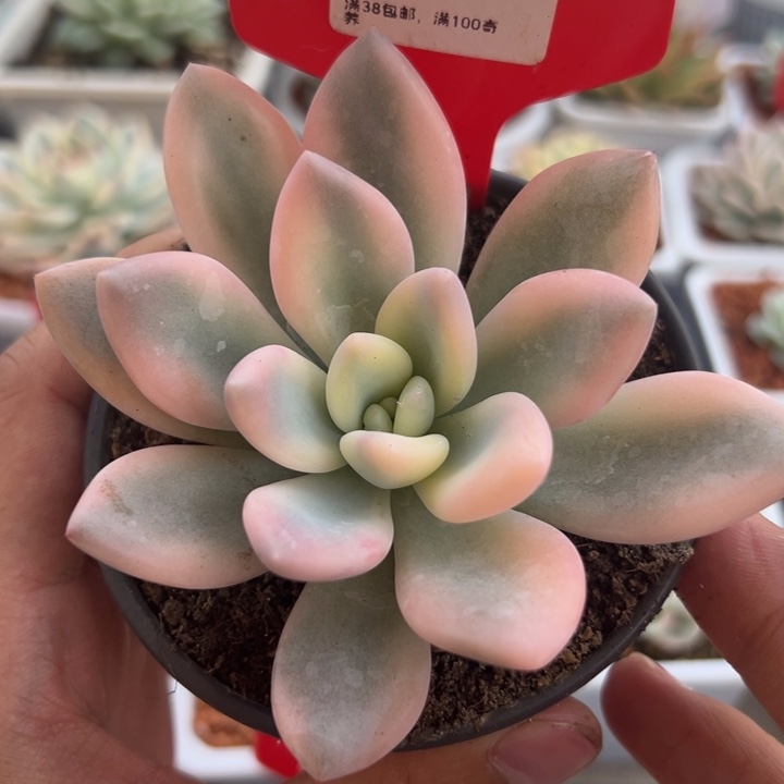10号宽锦彩色奥普锦多多肉