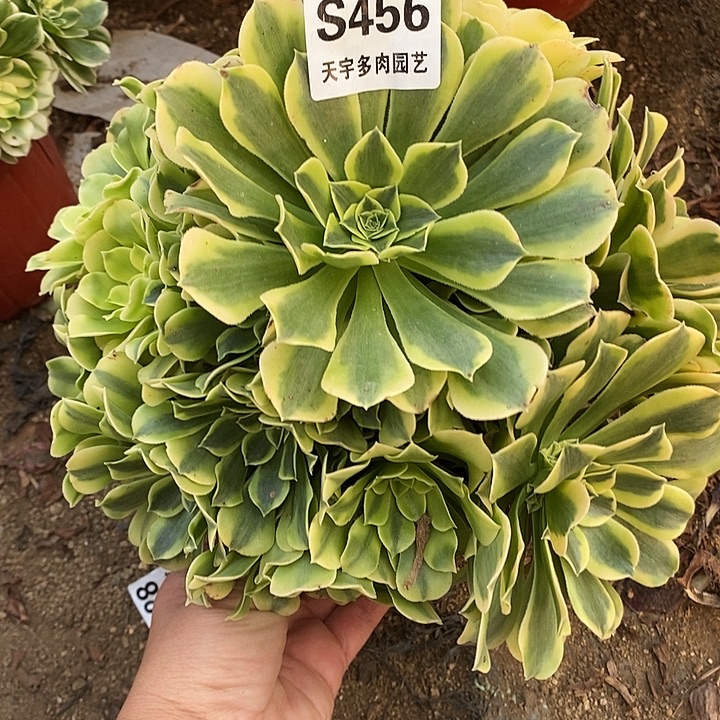 多肉植物绿豆莎456多肉