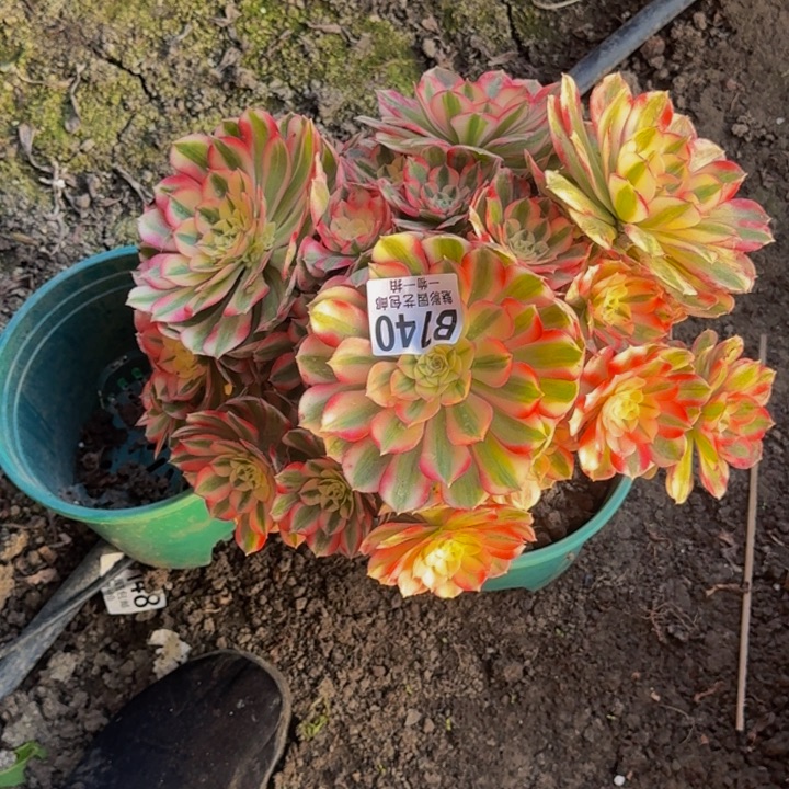 小***女荔枝花花30-39包邮花花万紫千红总是春