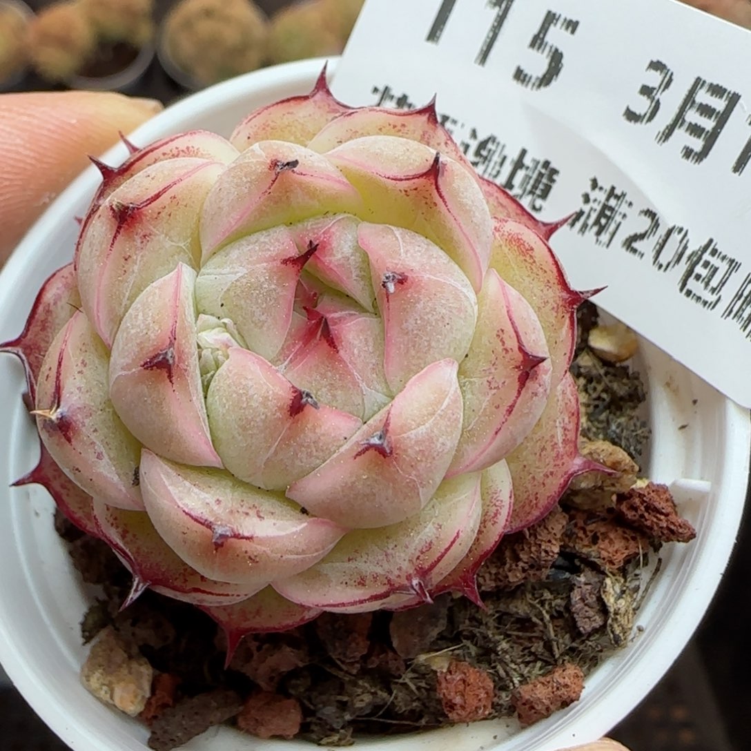 花语逸镜0311-115