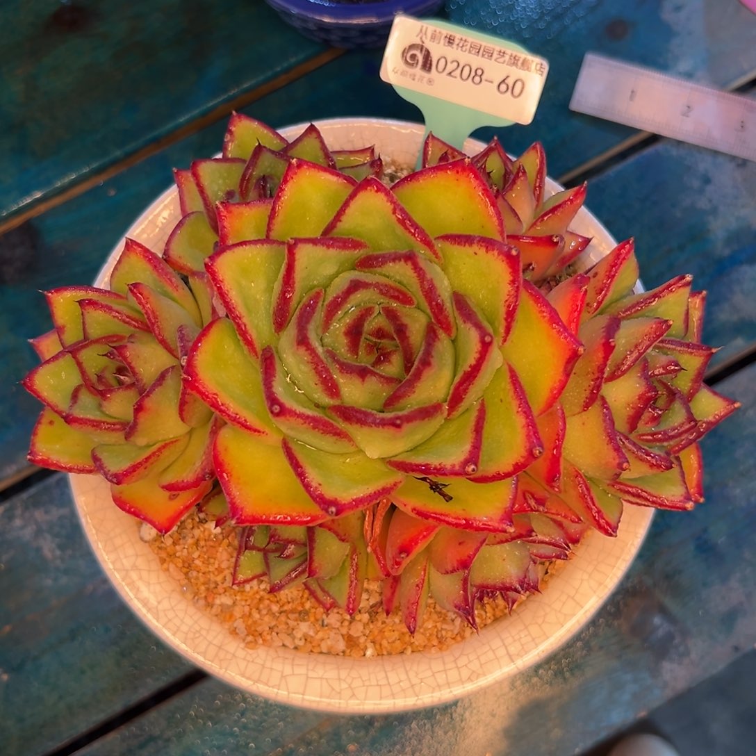 多肉一物一拍0208-60