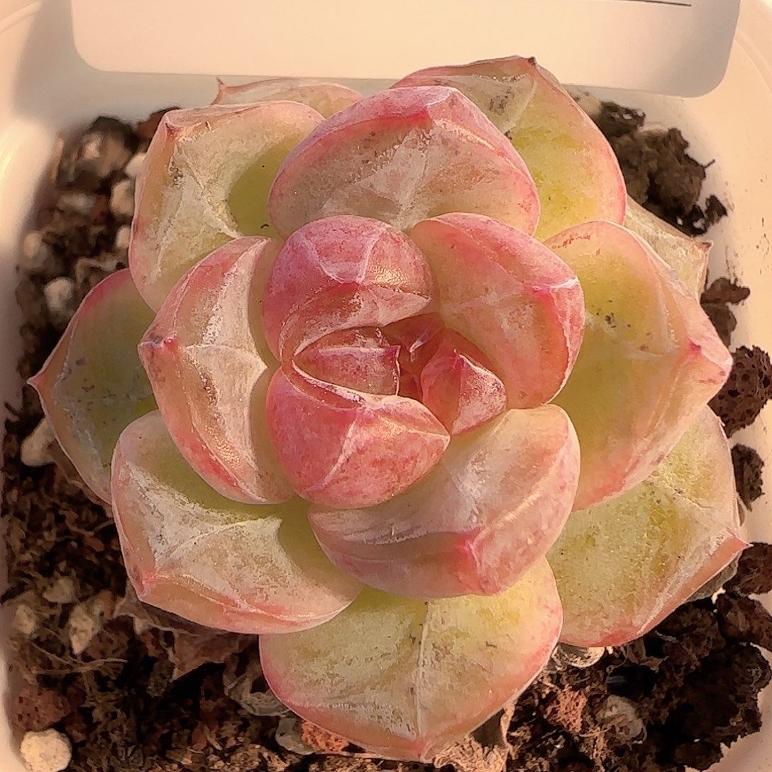 多肉1207-200钻石珍妮