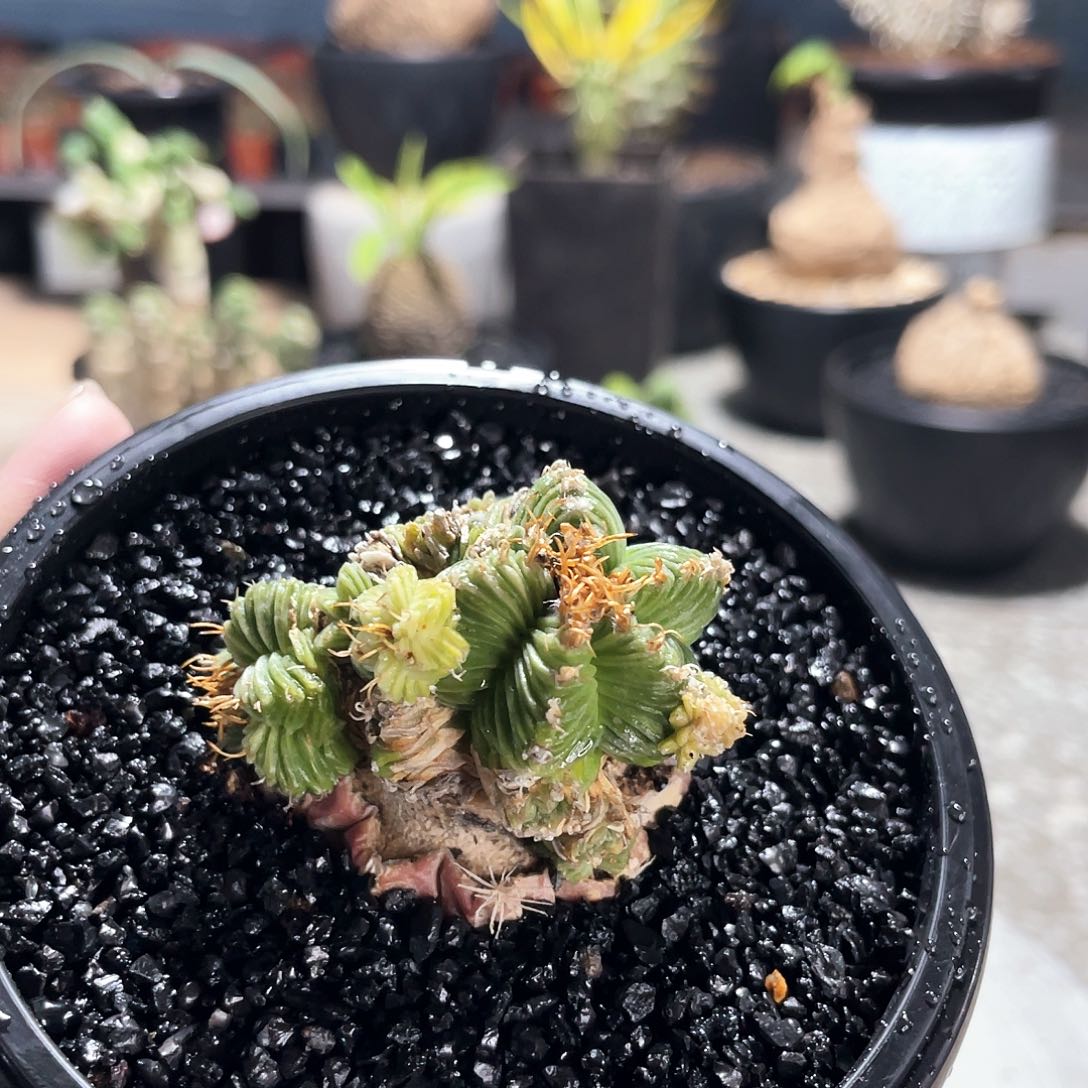 66666666666666666666666