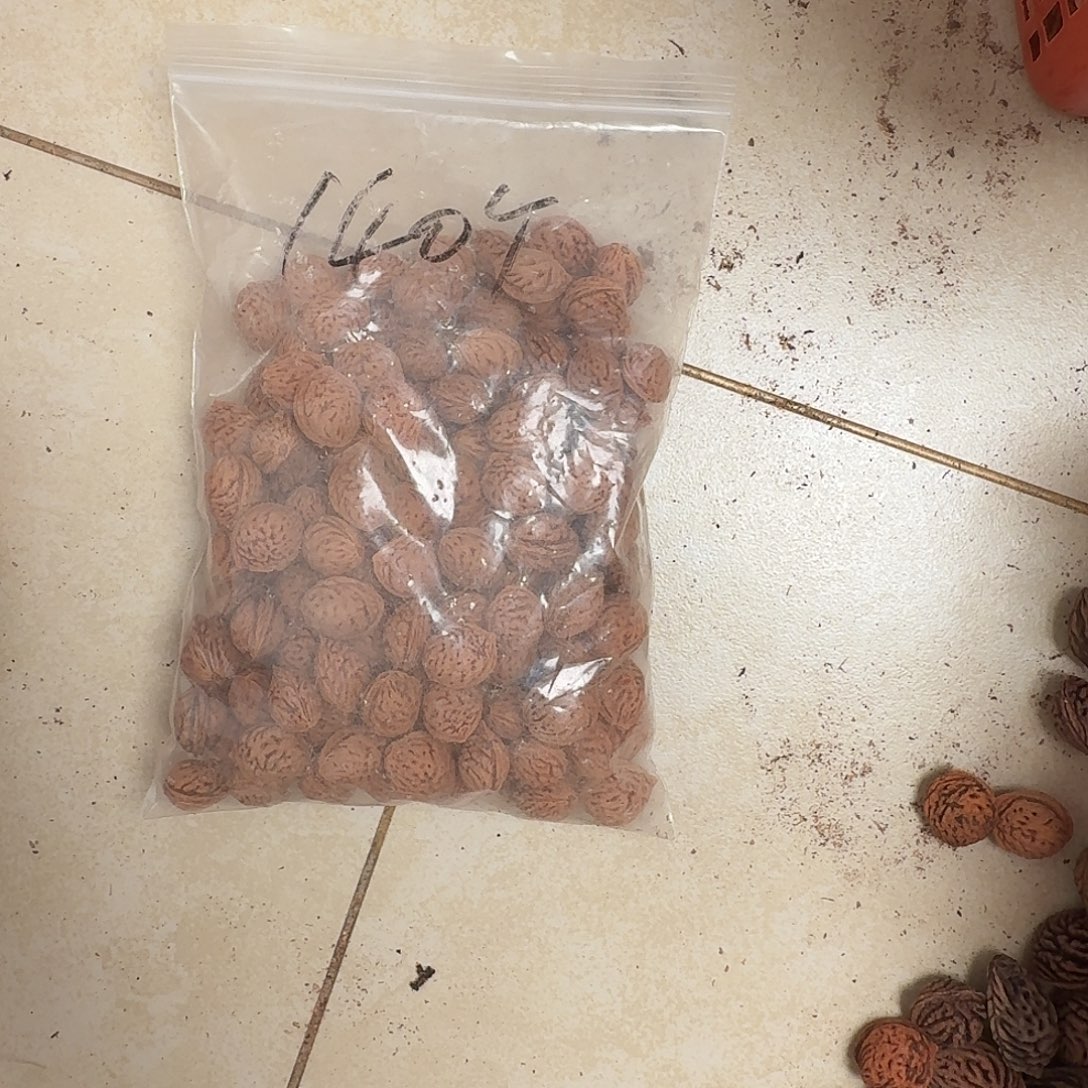 精品野生桃核同树140颗特价