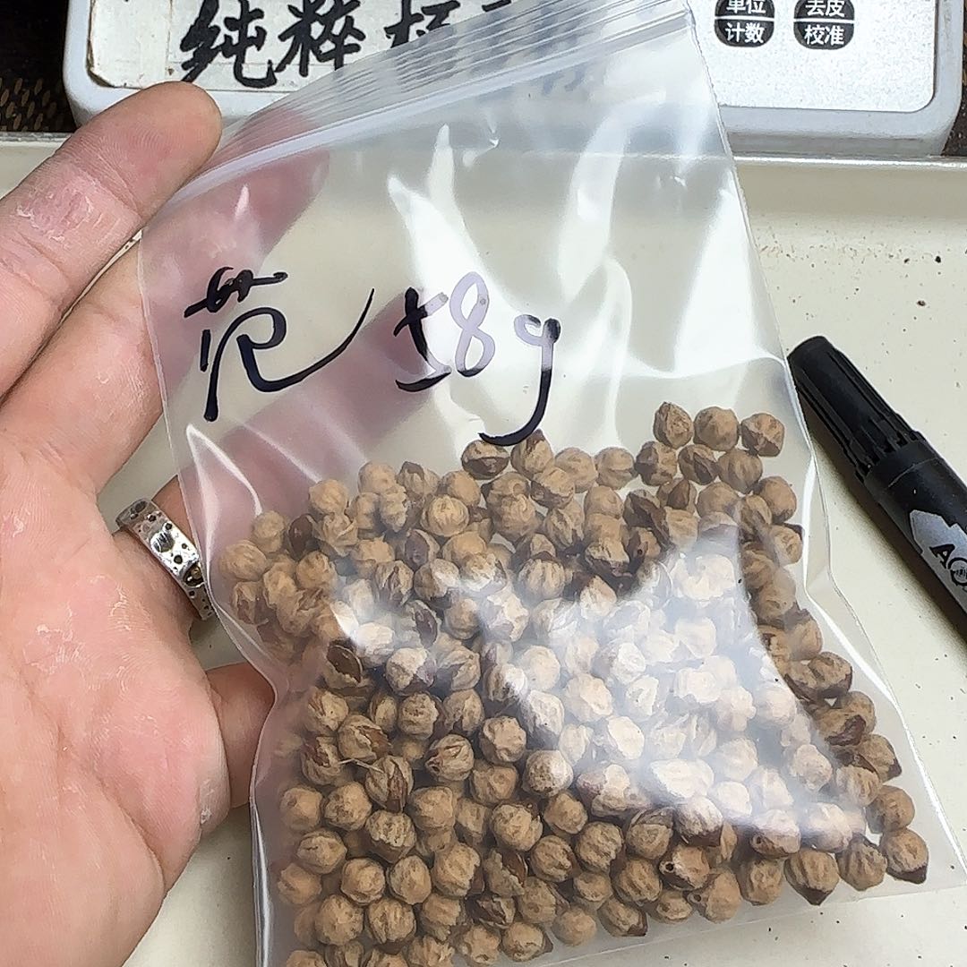 范***卿吊坠柏香籽/百香籽