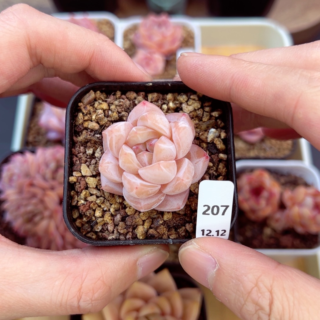 好好看207、哈哈哈哈