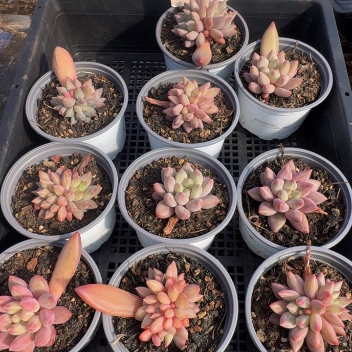 085多肉植物一物一拍