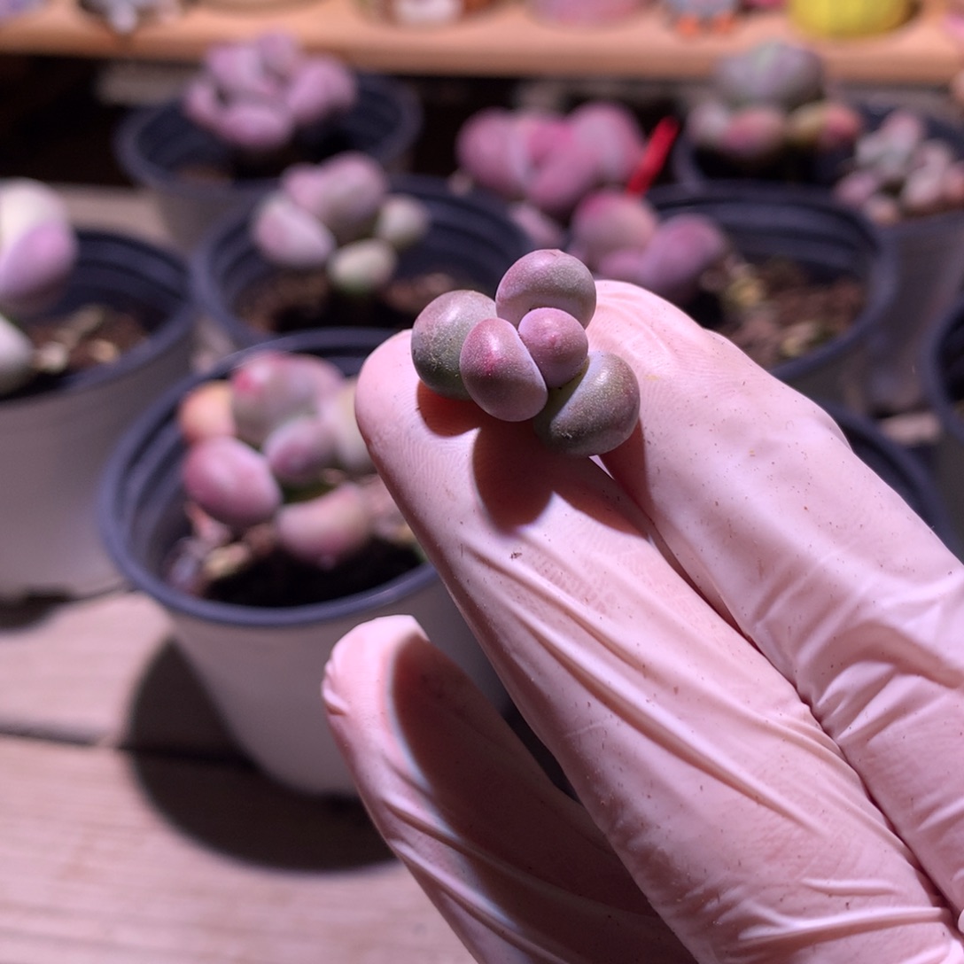 黄金鸡蛋大叶奶 大叶奶