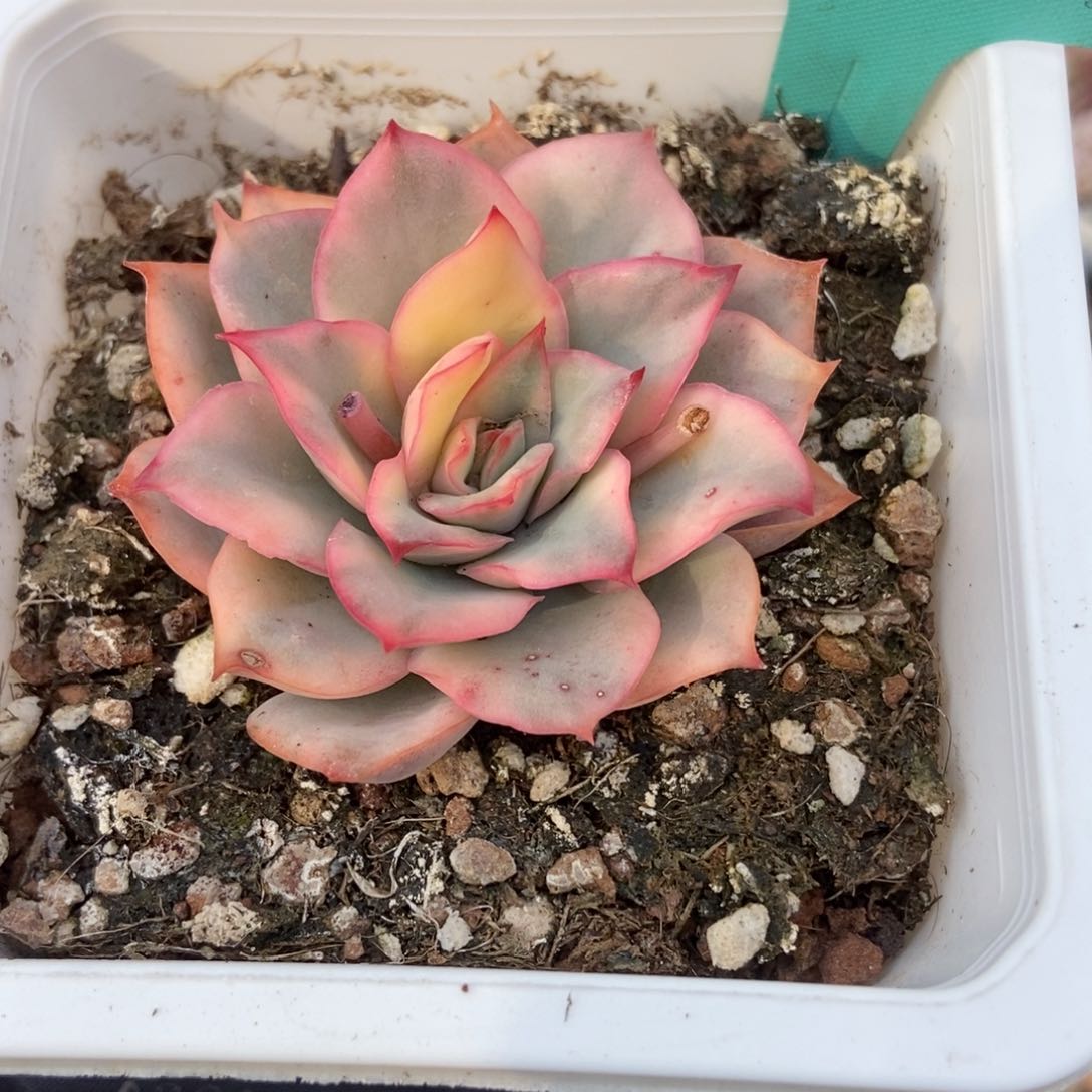 7031月光女神锦多肉植物