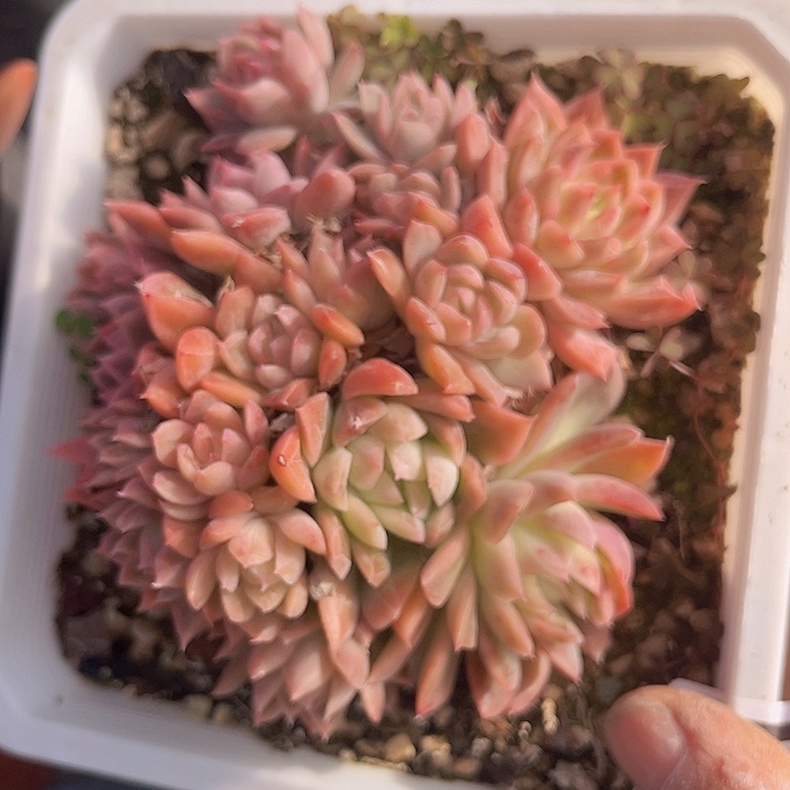 麦秆0606112多肉植物