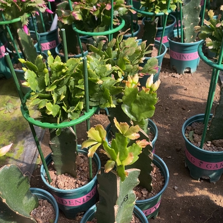 林***林完全开放033 大花重瓣