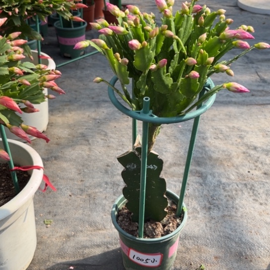 小***吕047蟹爪兰福利苗1005