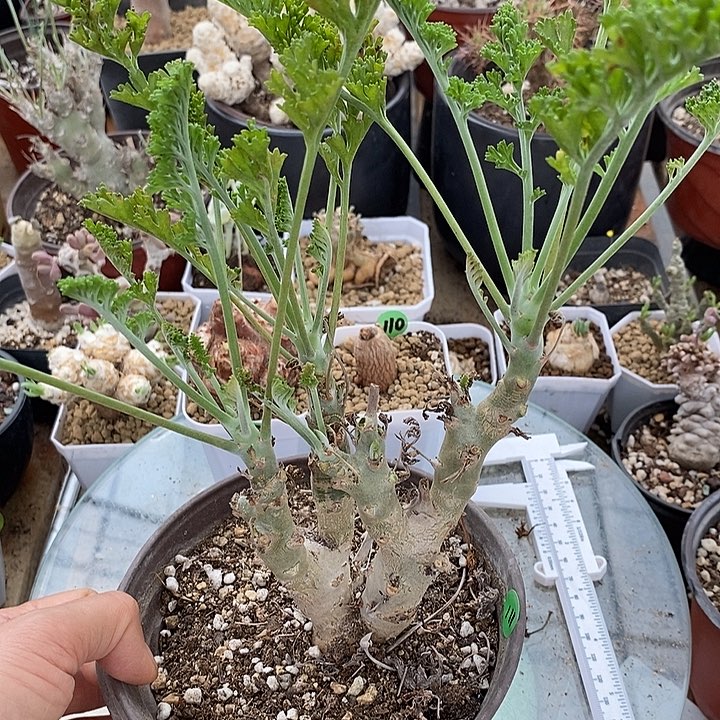 111白皮洋葵一一一一