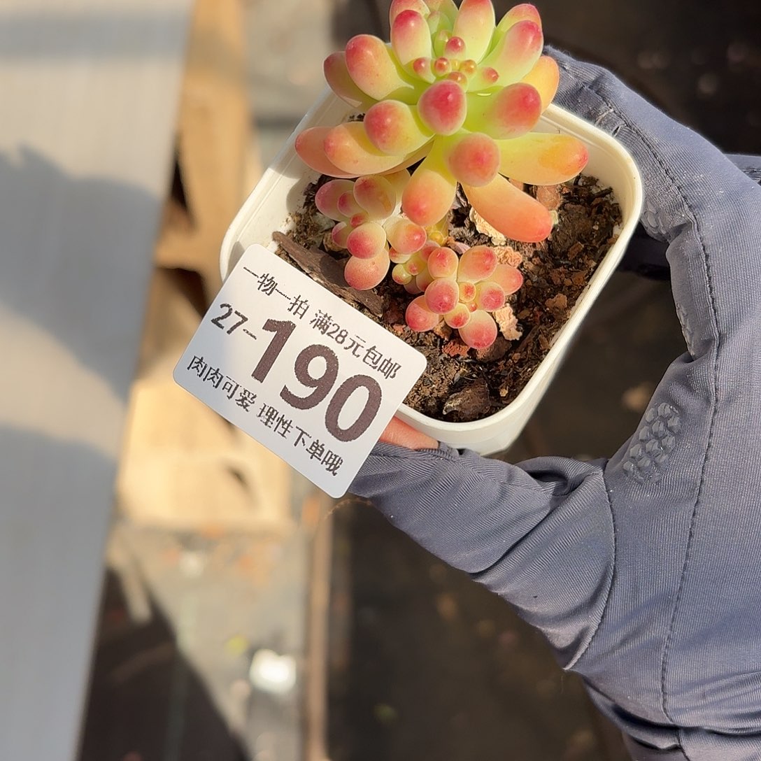 果冻乙女心无盆土发货