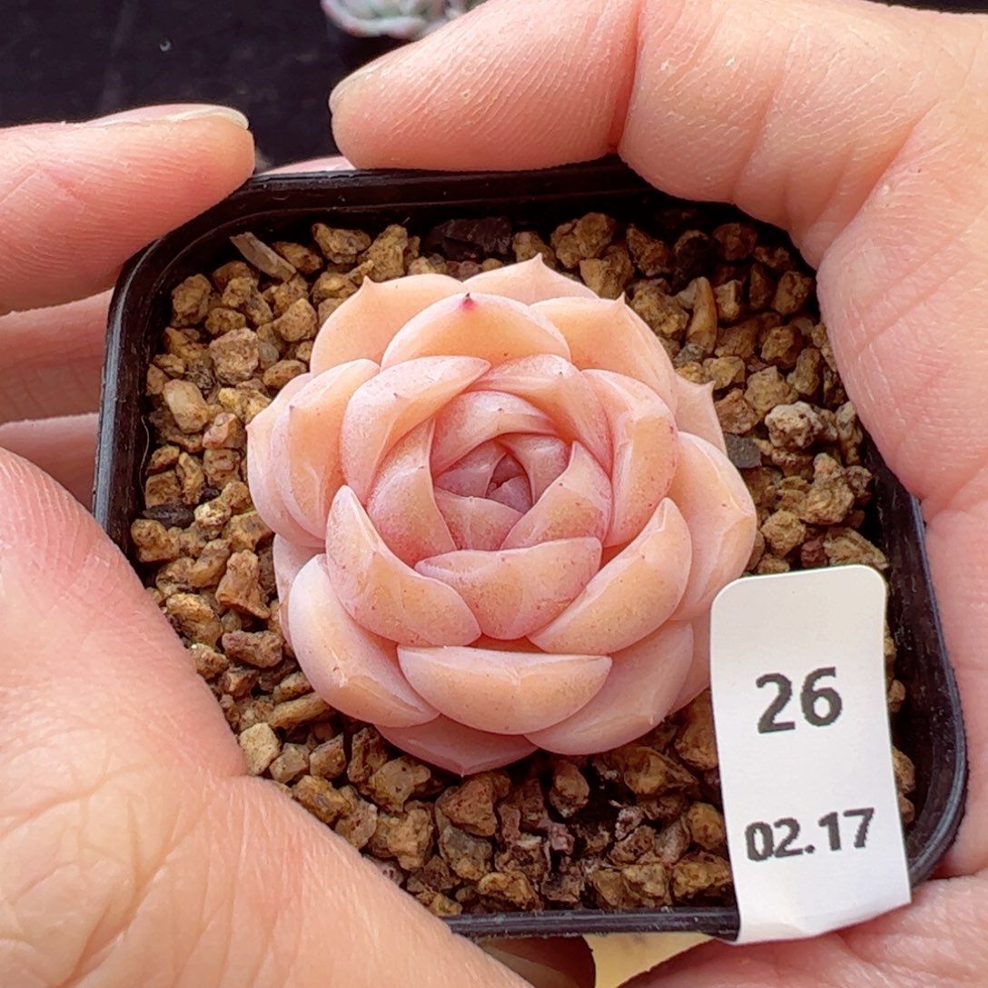 好看没名字26、哈哈