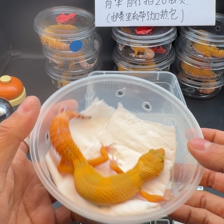 豹纹守宫阳光妹妹