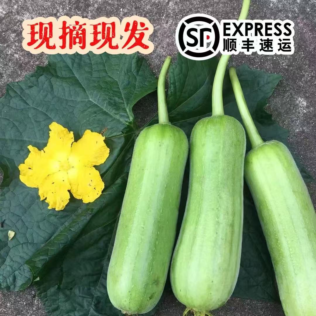 湖南丝瓜醴陵本地新鲜人脉丝瓜