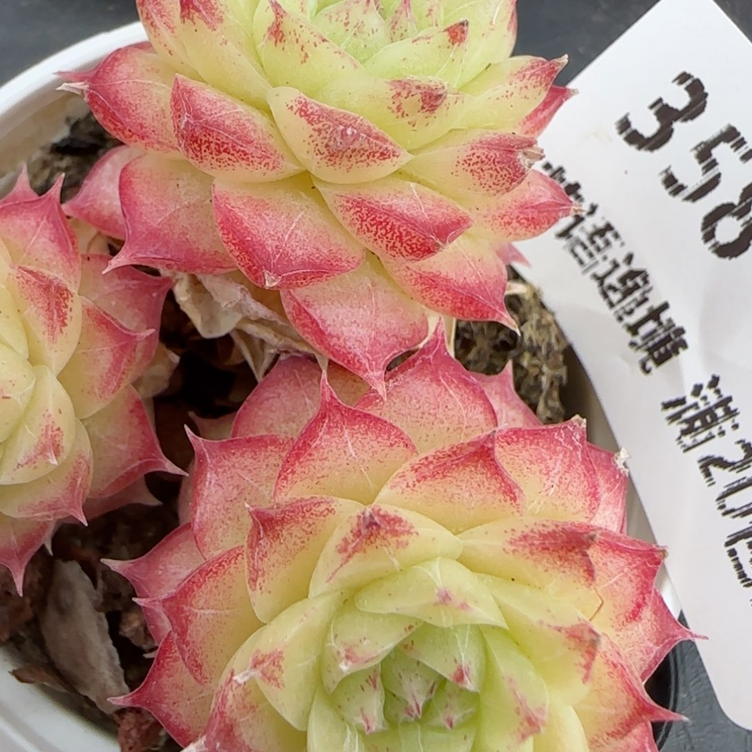 花语逸镜0206-358