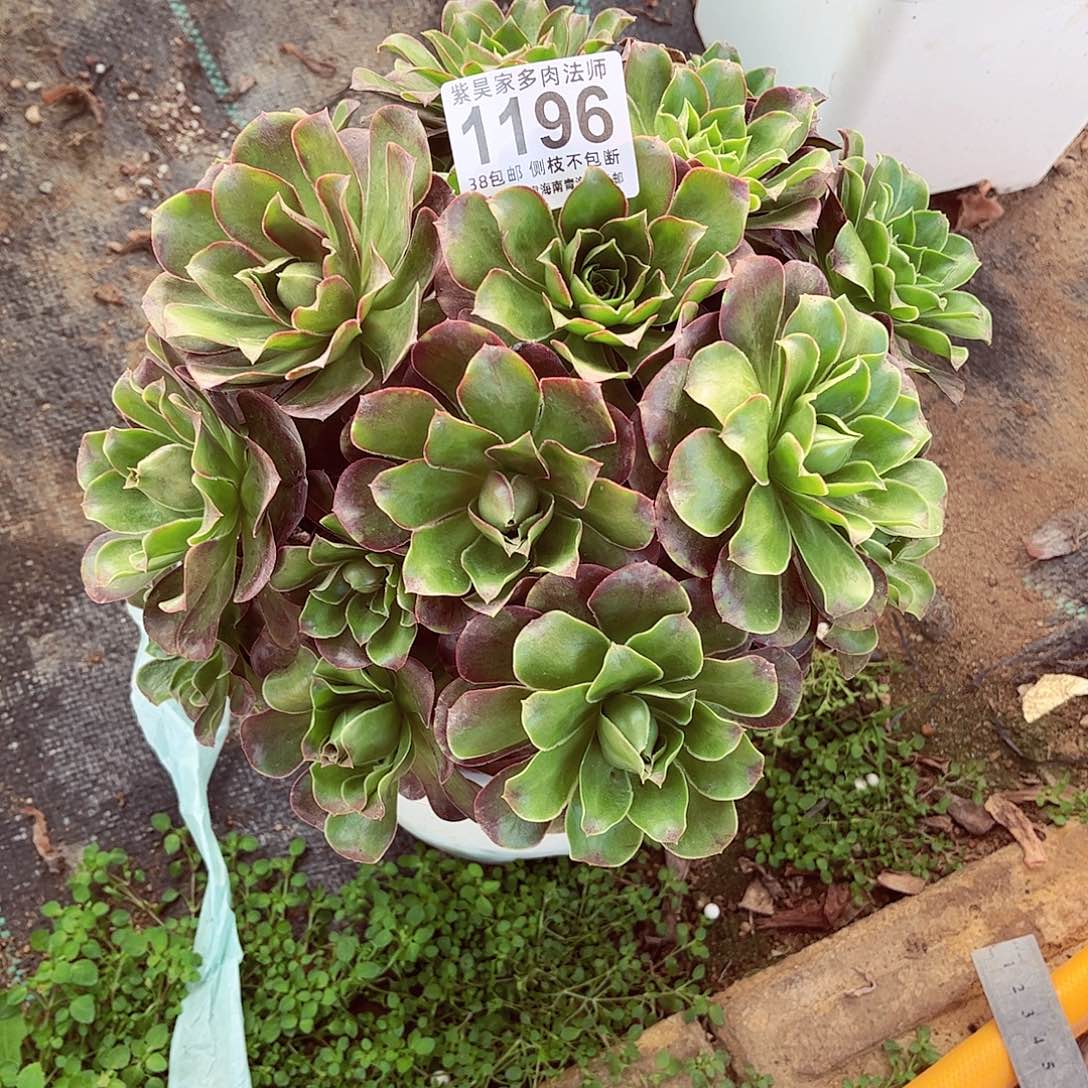 梦*人1棚法师00000001196