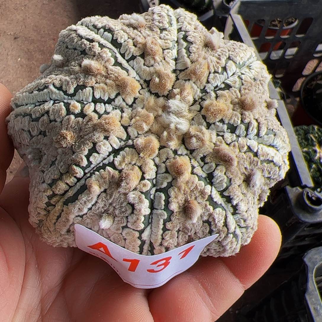 愛*浓白海星兜仙人球131