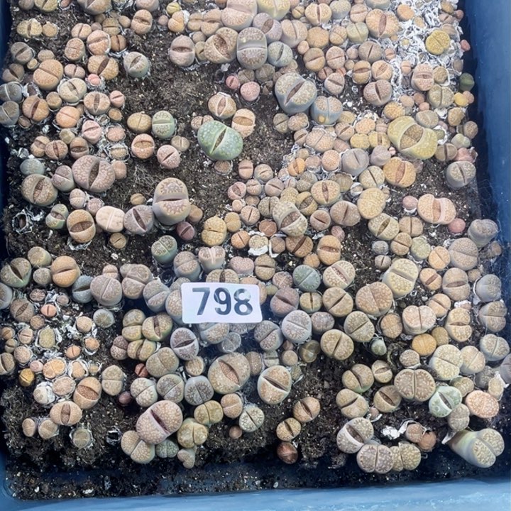 789 生石花一物一图如图带框