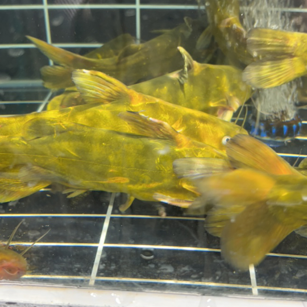 1斤鲜活嘎鱼 称重 黄辣丁