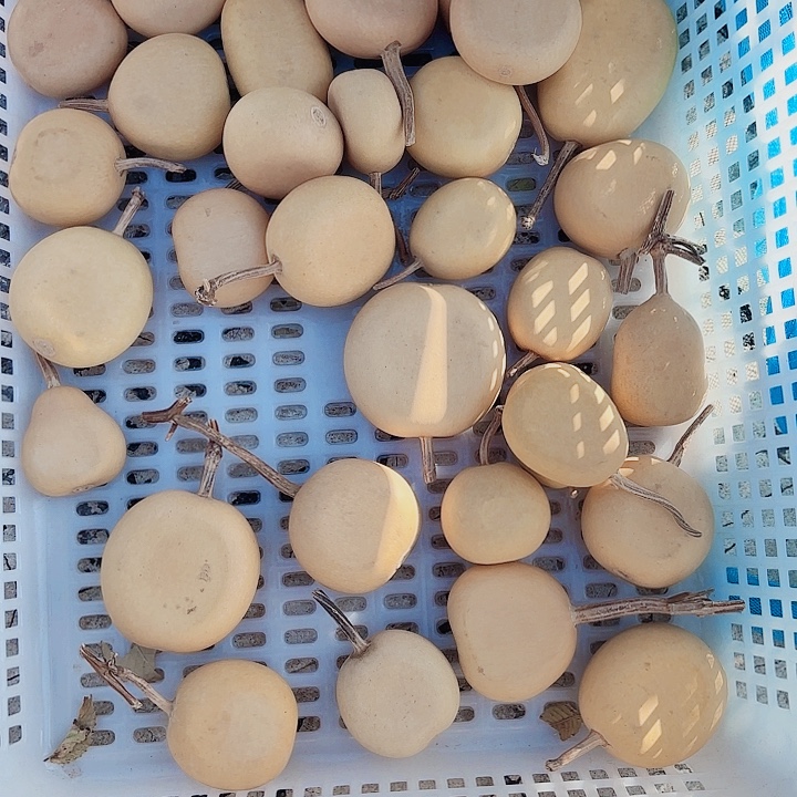 苹果加扁36*6个加扁