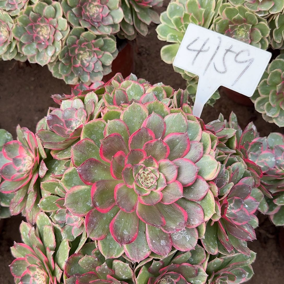 4159粉花夭多肉法师多肉