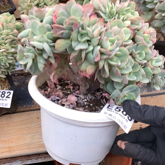 霞光缀化583 退款拉黑需要延迟发货