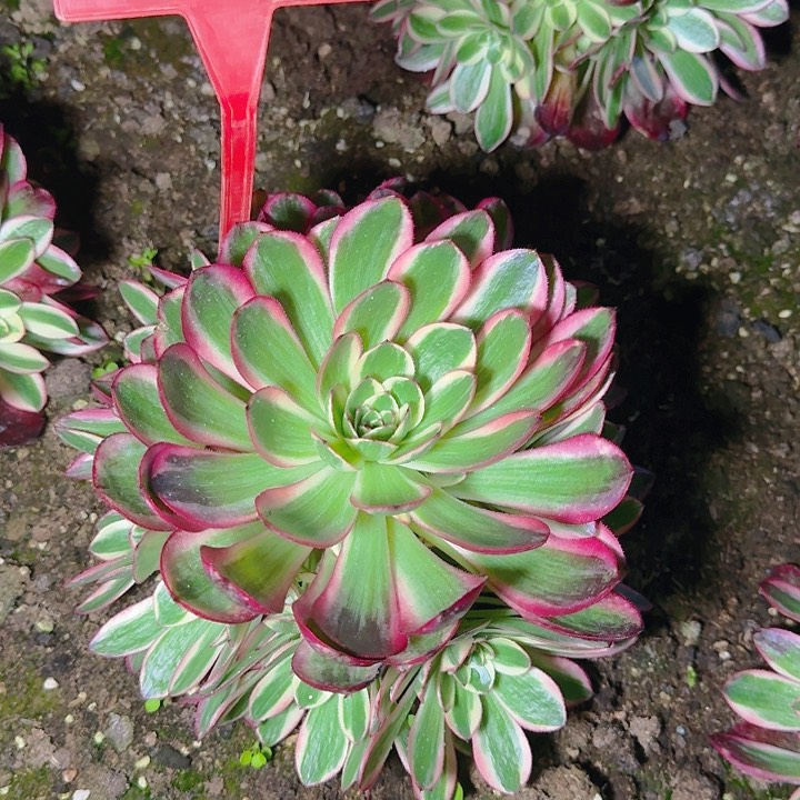 2-12云荷多肉法师