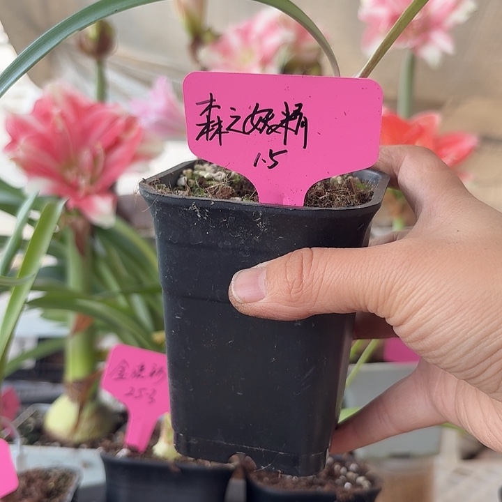 无花朵森之妖精朱顶红直径1.5