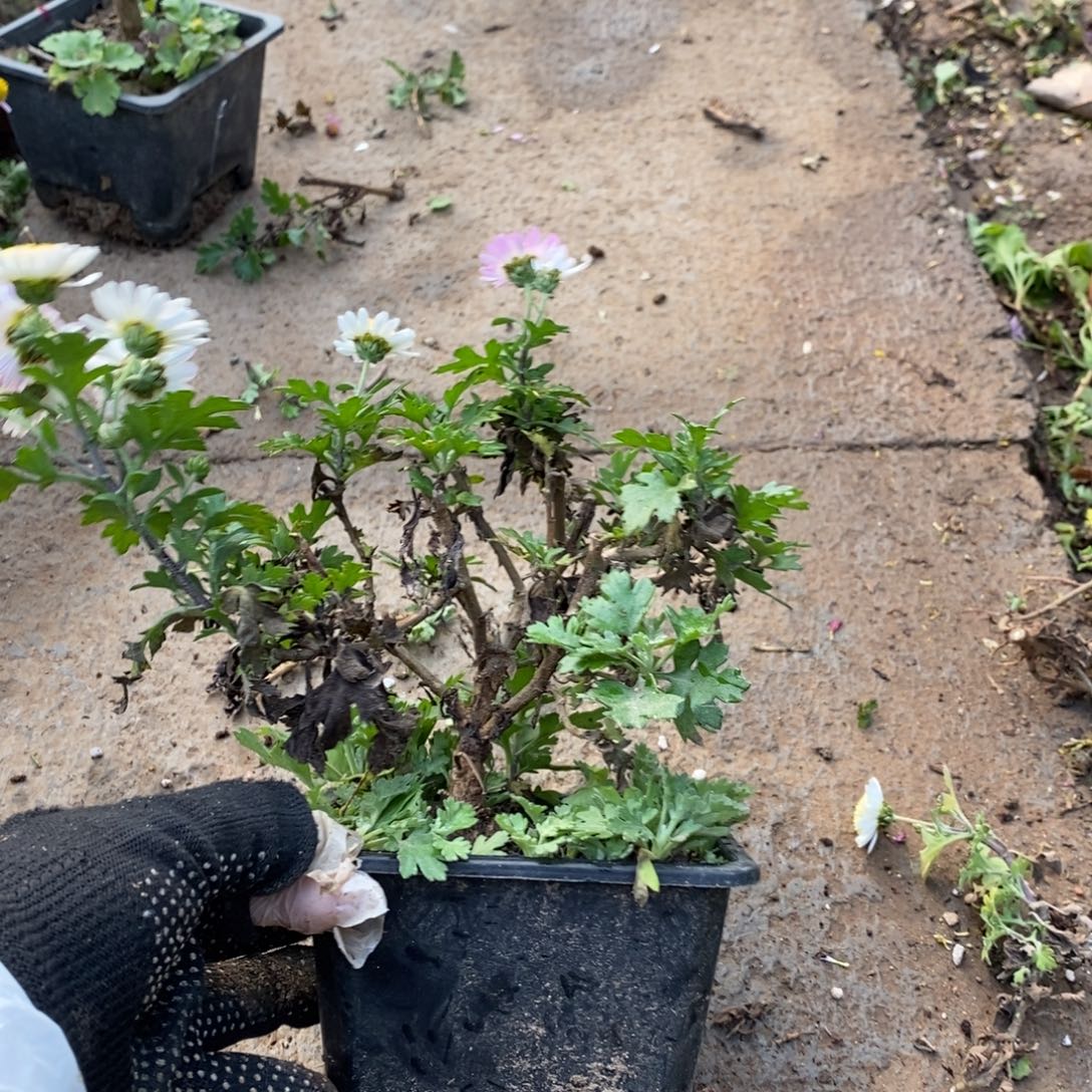 白***地无花朵盆景盆景盆景20