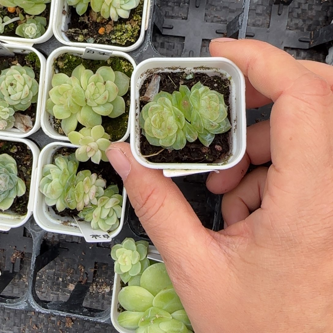 白冰盆5床一个满25包邮