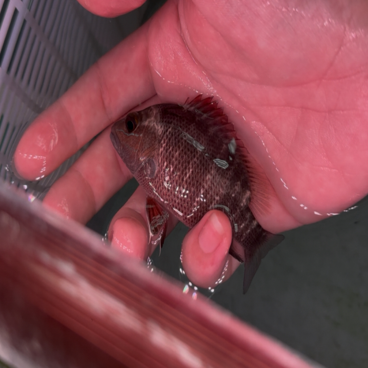 海鱼淡化淡水可养观赏鱼主播没点名勿拍（自行拍下默认饲料）