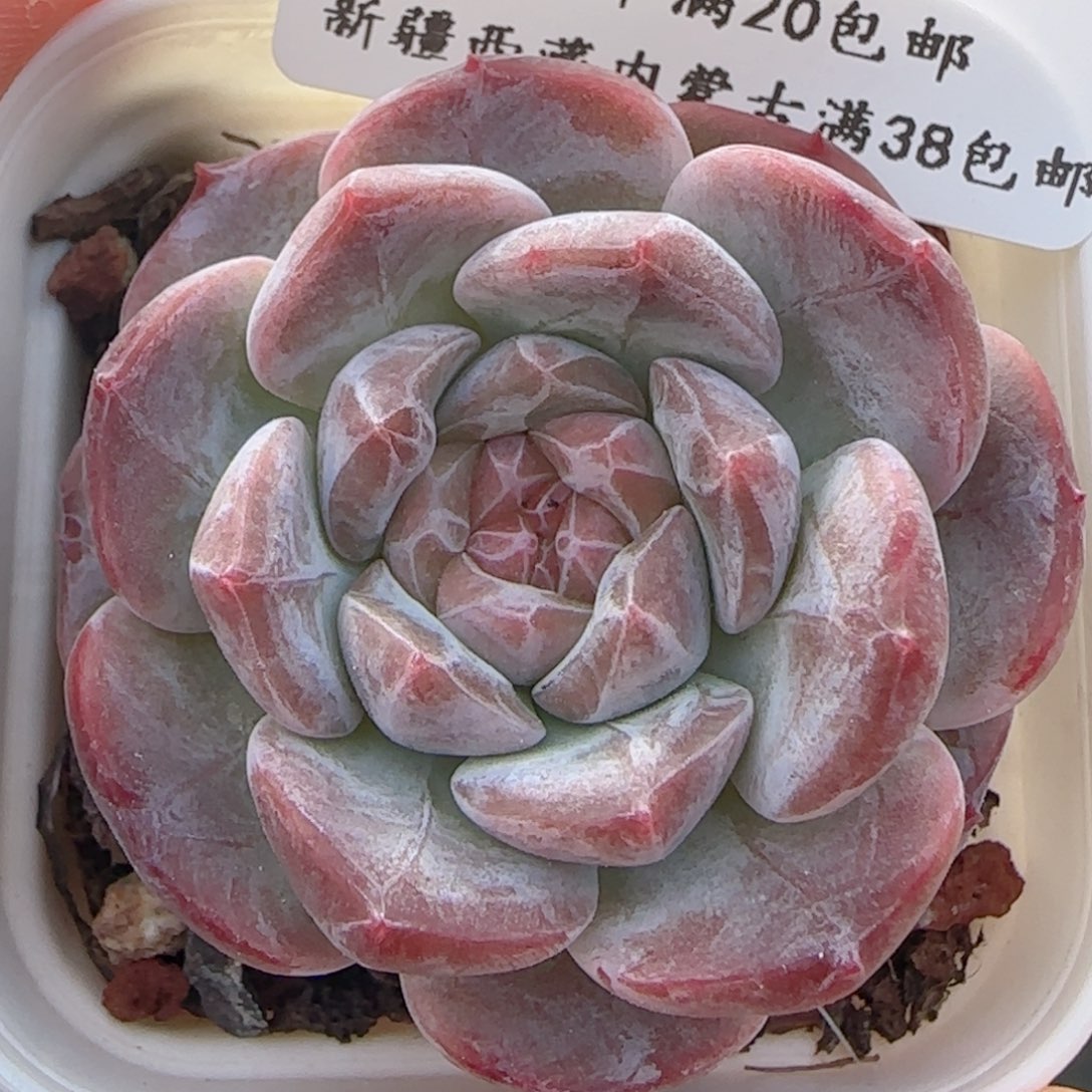 0613-11糖心福利
