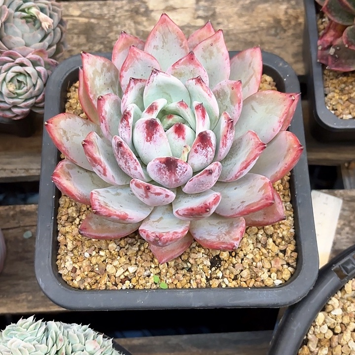 多肉植物，祖母绿